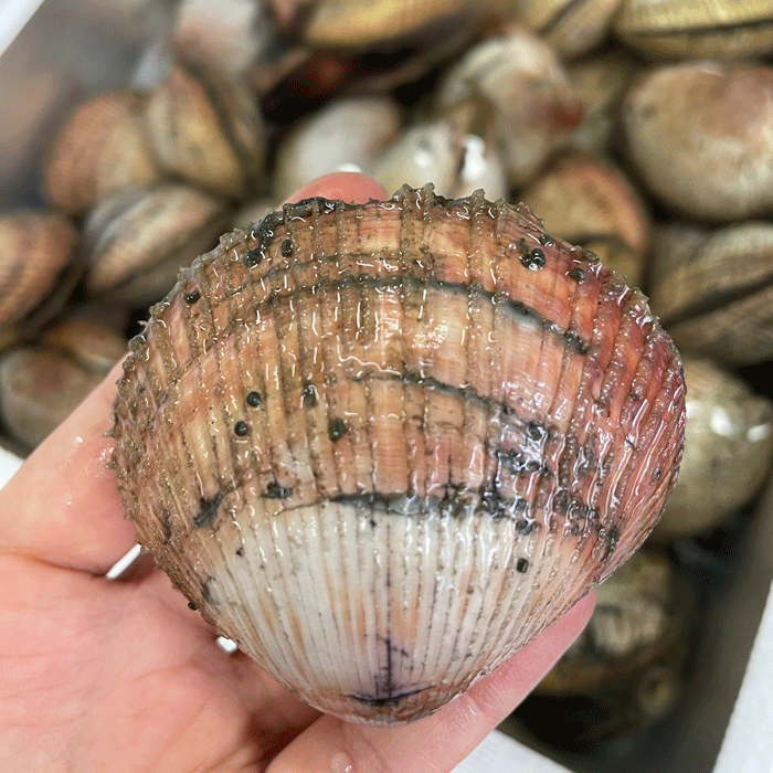 串とり貝　２串　(とり貝の干物)