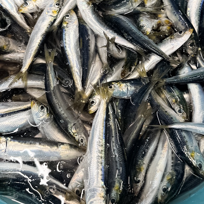 イワシの丸干し４〜5本入り（高栄養価）