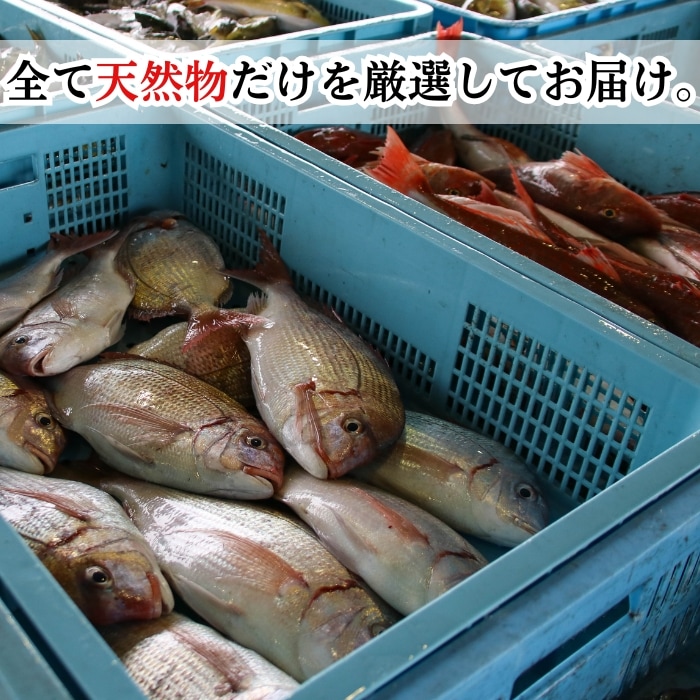 煮魚セット 天然魚（真空パック＋煮魚タレ付き＋アラ入り）