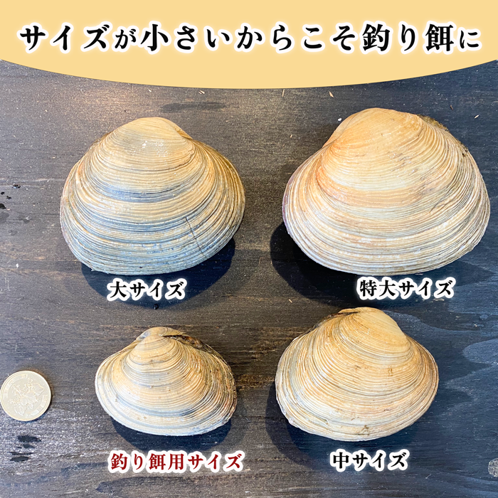 アサリページ 大アサリ 釣り餌 48片貝（6個入×4パック) | 釣り餌 | 岬だより