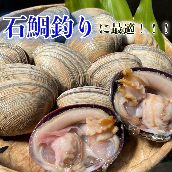 大アサリ　釣り餌　48片貝（6個入×4パック) 