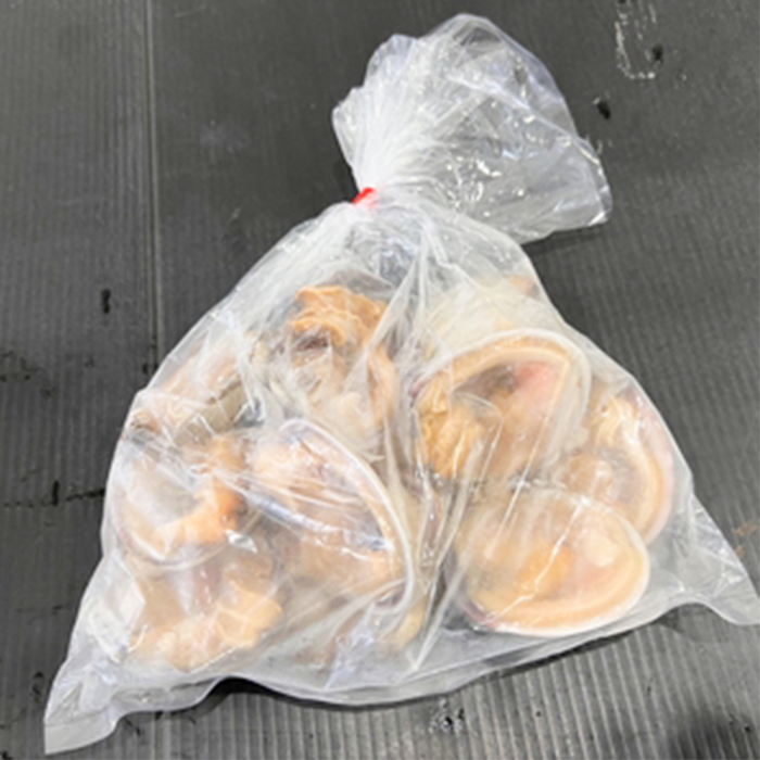 大アサリ　釣り餌　48片貝（6個入×4パック) 