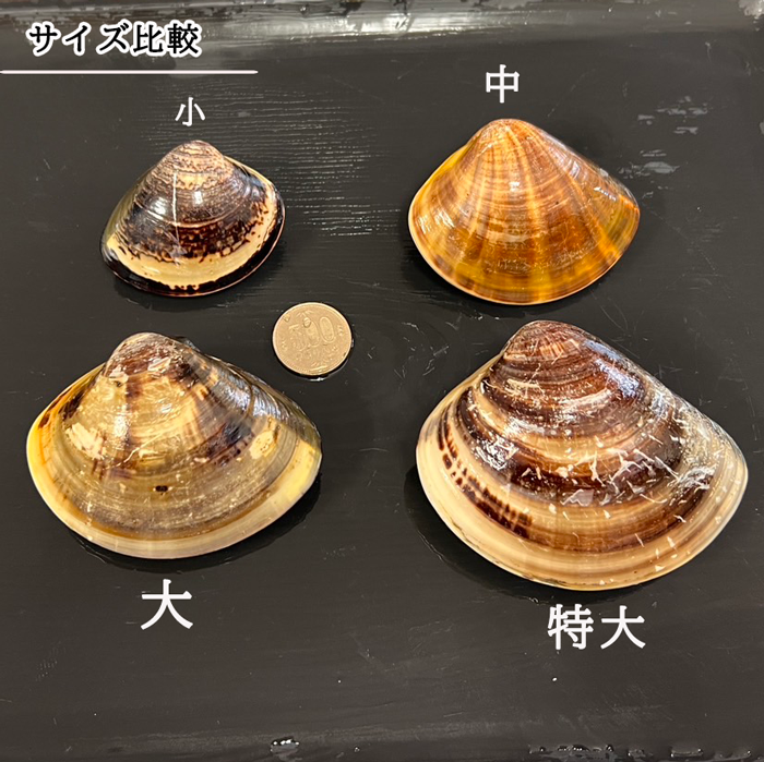 （お吸い物サイズ） 天然はまぐり 三河湾産 500g　20粒前後 砂抜き済み  温めるだけで殻がパッと開く　（冷凍）（小）