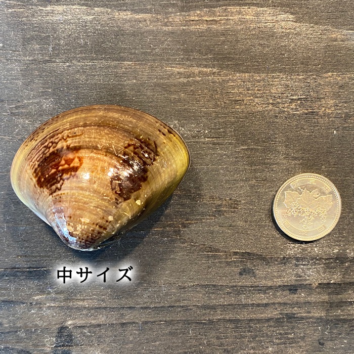 （お吸い物・酒蒸しサイズ） 天然はまぐり 三河湾産 500g　砂抜き済み  温めるだけで殻がパッと開く　（冷凍）(中サイズ)