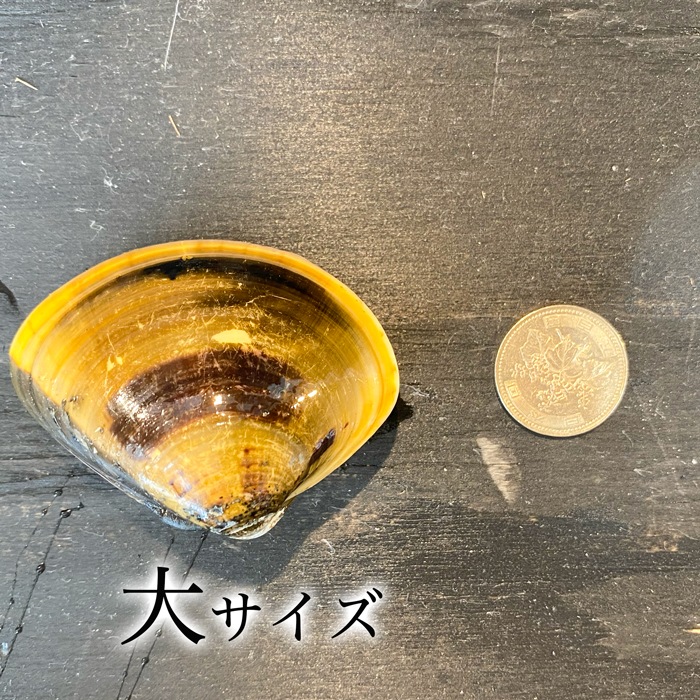 (酒蒸し・焼きサイズ） 天然はまぐり 三河湾産 500g　砂抜き済み  温めるだけで殻がパッと開く　（冷凍）（大サイズ）