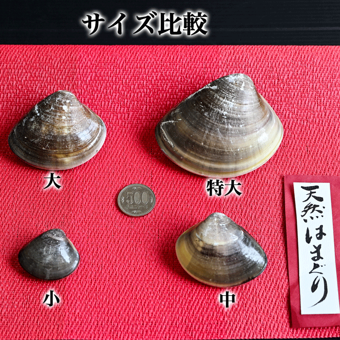(酒蒸し・焼き) 大サイズ 天然本はまぐり　500g×２袋　(冷凍)
