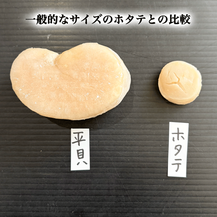 (数量限定) 天然平貝むき身　特大サイズ　4個セット (冷凍) (送料無料)(愛知県三河湾産)
