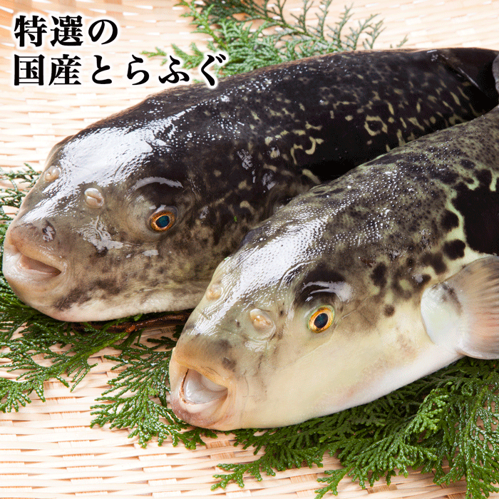 （伊勢神宮外宮奉納品）とらふぐ 鍋用セット　贅沢に1匹分 愛知県産(送料無料)