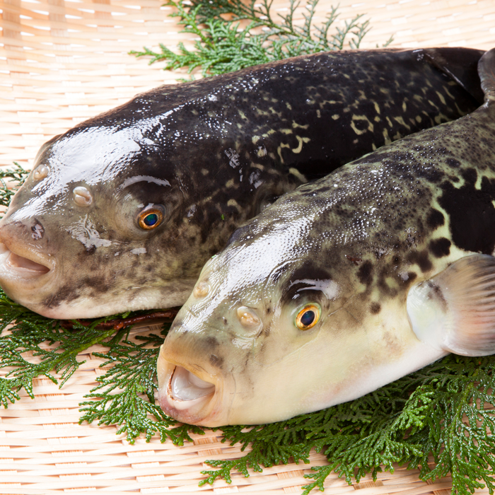 （伊勢神宮外宮奉納品）活き〆国産とらふぐ刺しセット てっさ・てっちり・唐揚げ・ふぐひれ付き 愛知県産