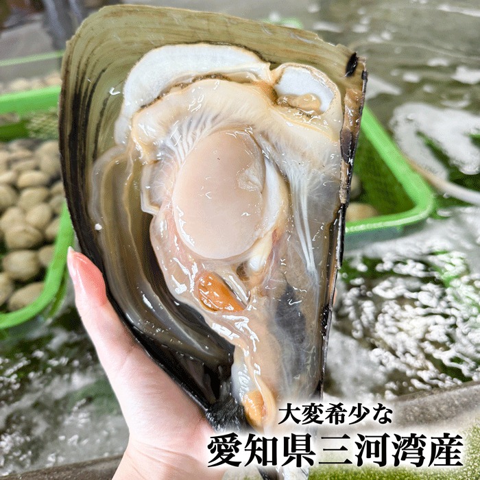 特別価格) 天然平貝むき身 1番大きい特特大サイズ 4個セット (冷凍