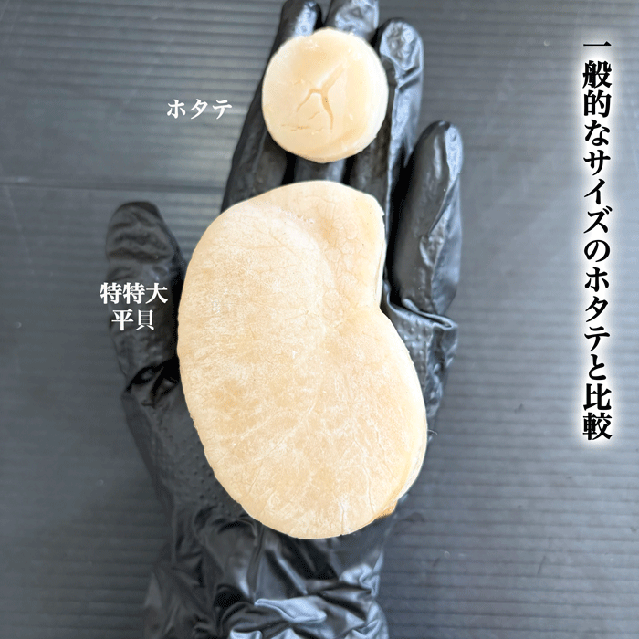 (特別価格) 天然平貝むき身　1番大きい特特大サイズ　4個セット (冷凍) (送料無料)(愛知県三河湾産)