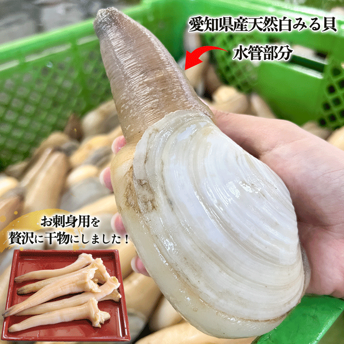 (大変希少)白みる貝の干物(水管部分)　愛知県産 