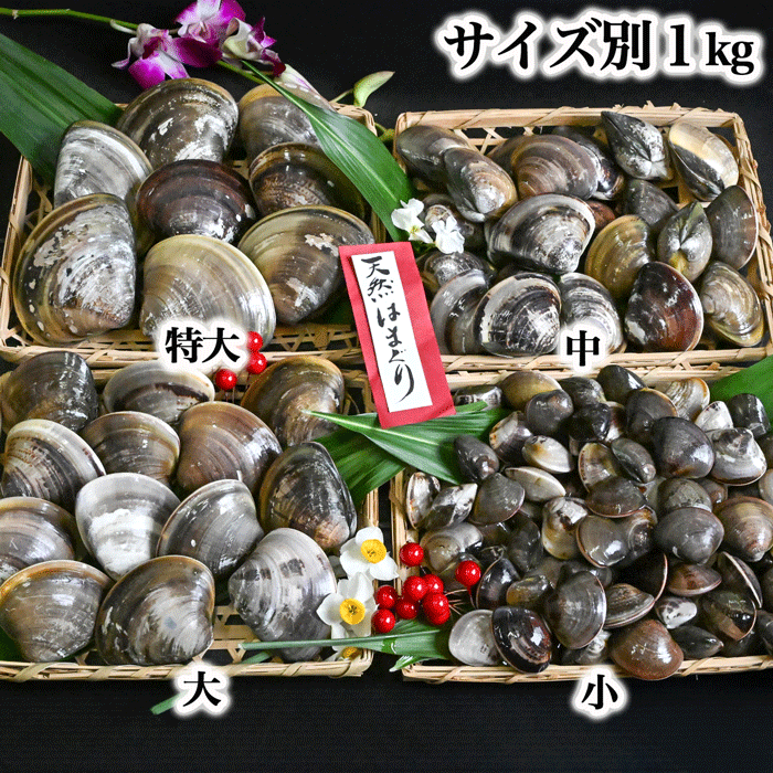 (200g蛤無料プレゼント中)（焼きサイズ） 特大 天然本はまぐり　500g×２袋　(冷凍)