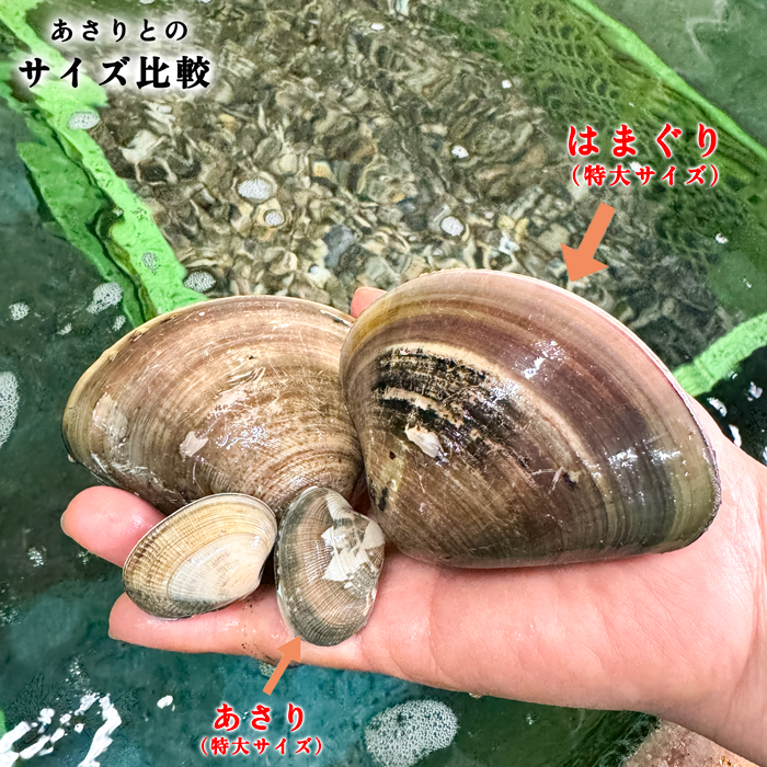 (200g蛤無料プレゼント中)（焼きサイズ） 特大 天然本はまぐり　500g×２袋　(冷凍)