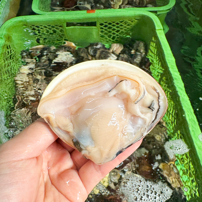 (200g蛤無料プレゼント中)（焼きサイズ） 特大 天然本はまぐり　500g×２袋　(冷凍)