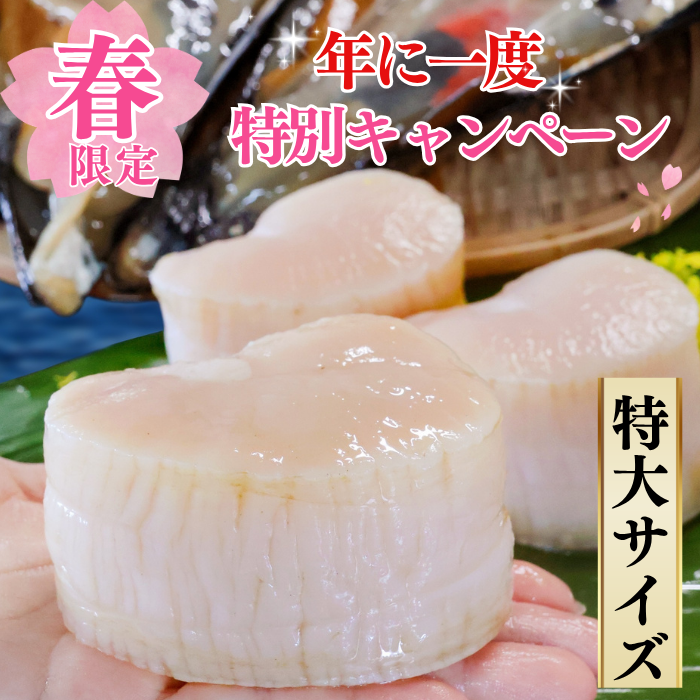 (春限定) 天然平貝【特大サイズに無料変更中】4個/8個セット 【冷ぞう】