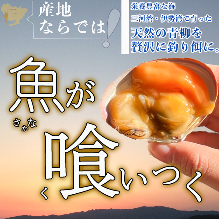 青柳(アオヤギ) 釣り餌 (小サイズ)  1袋 150g