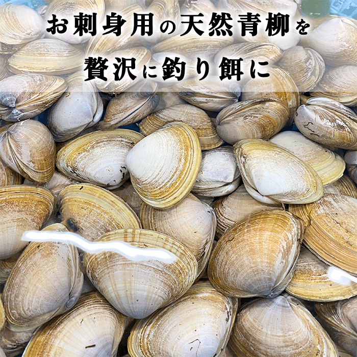 青柳(アオヤギ) 釣り餌 (小サイズ)  1袋 150g