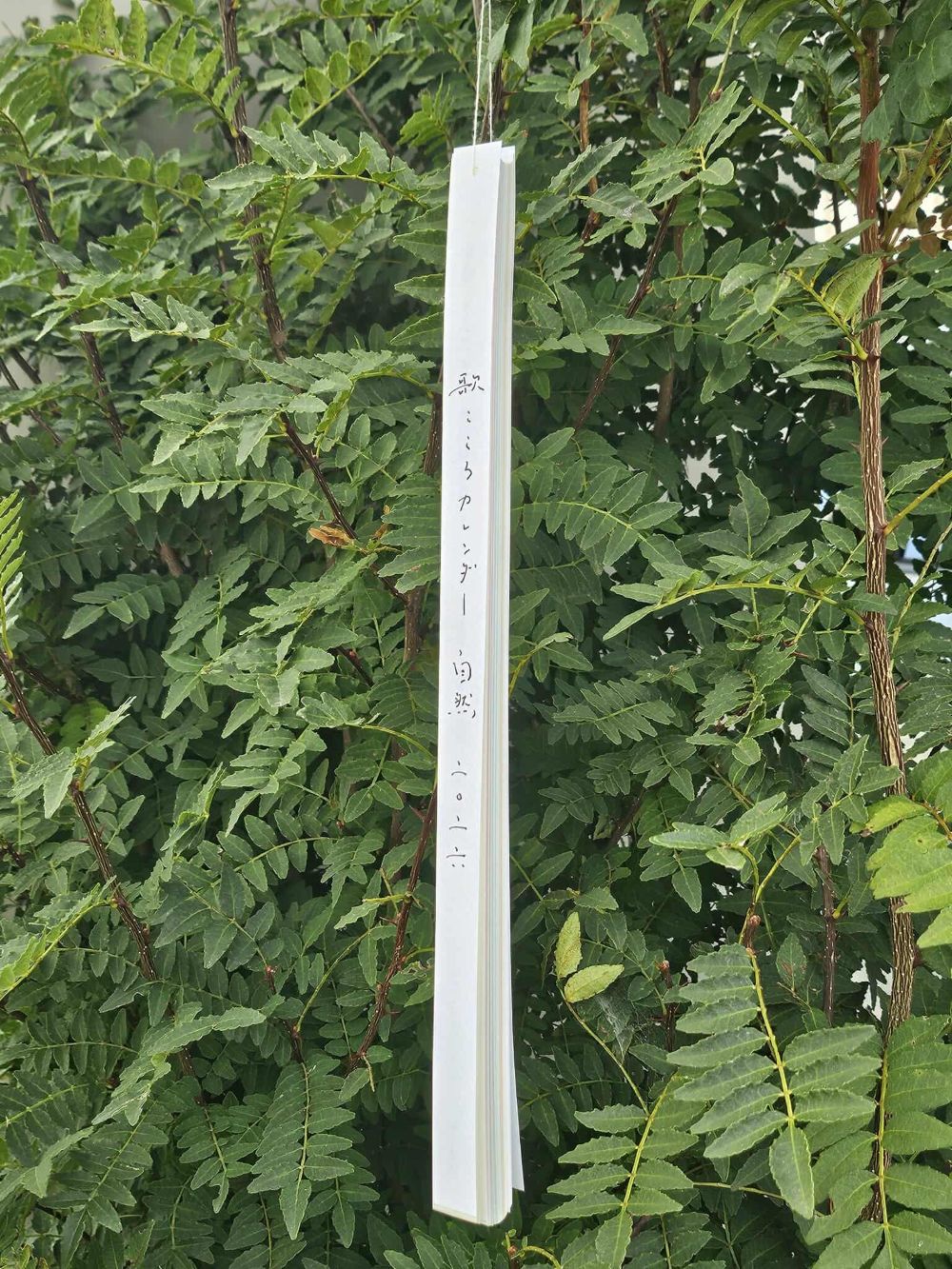 ������� * �ֲΤ���������������������2026��