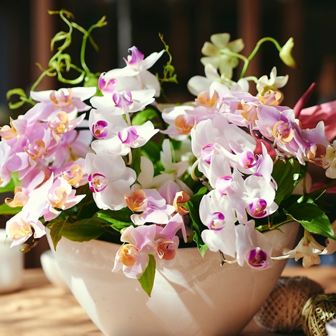 胡蝶蘭のアレンジメント