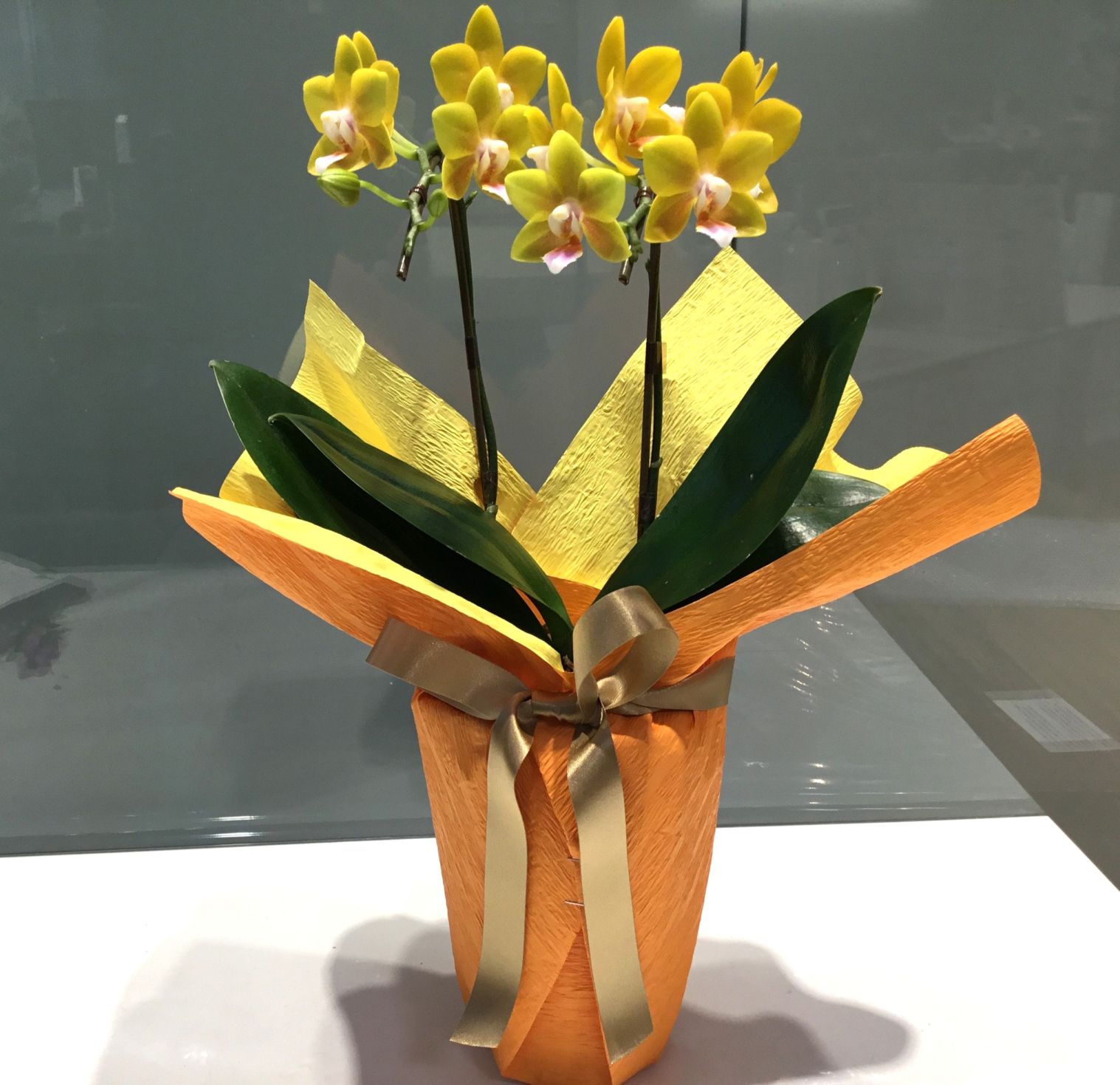 胡蝶蘭　ミディファレノプシス　２本立ち（黄色系）