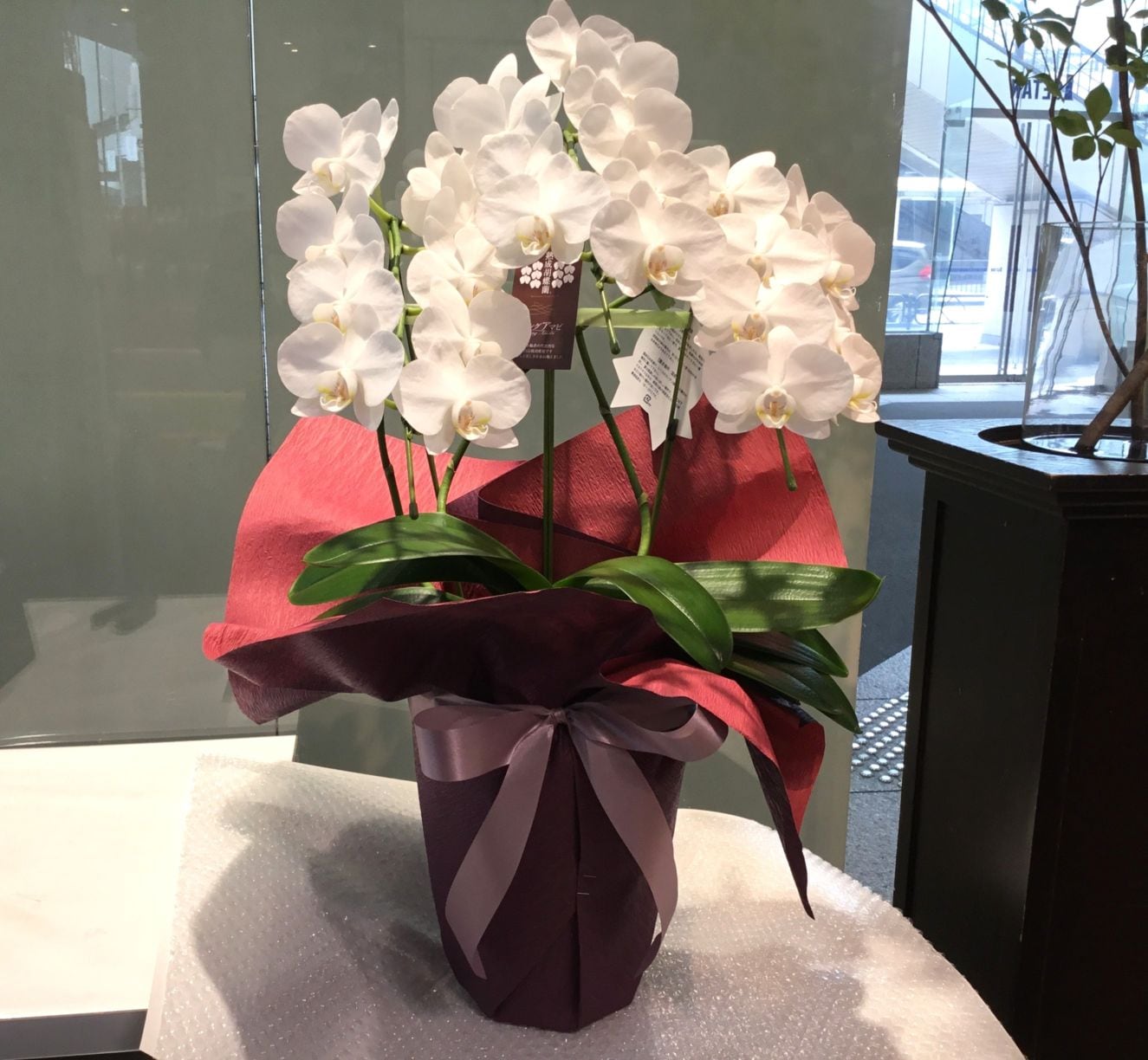 胡蝶蘭　ミディファレノプシス　3本立ち（白）