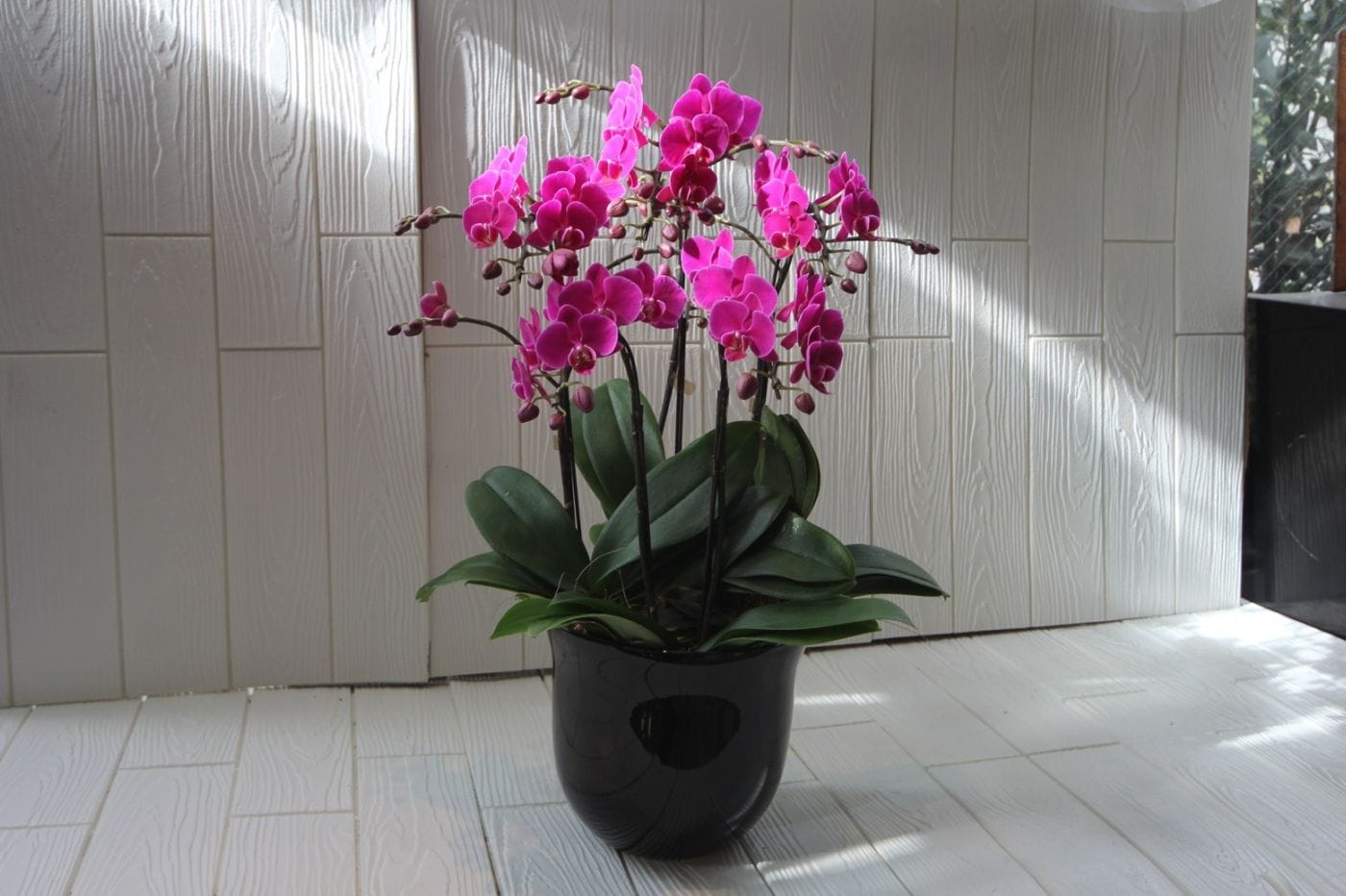 胡蝶蘭　ミディファレノプシス　4～5本立ち（ピンク）