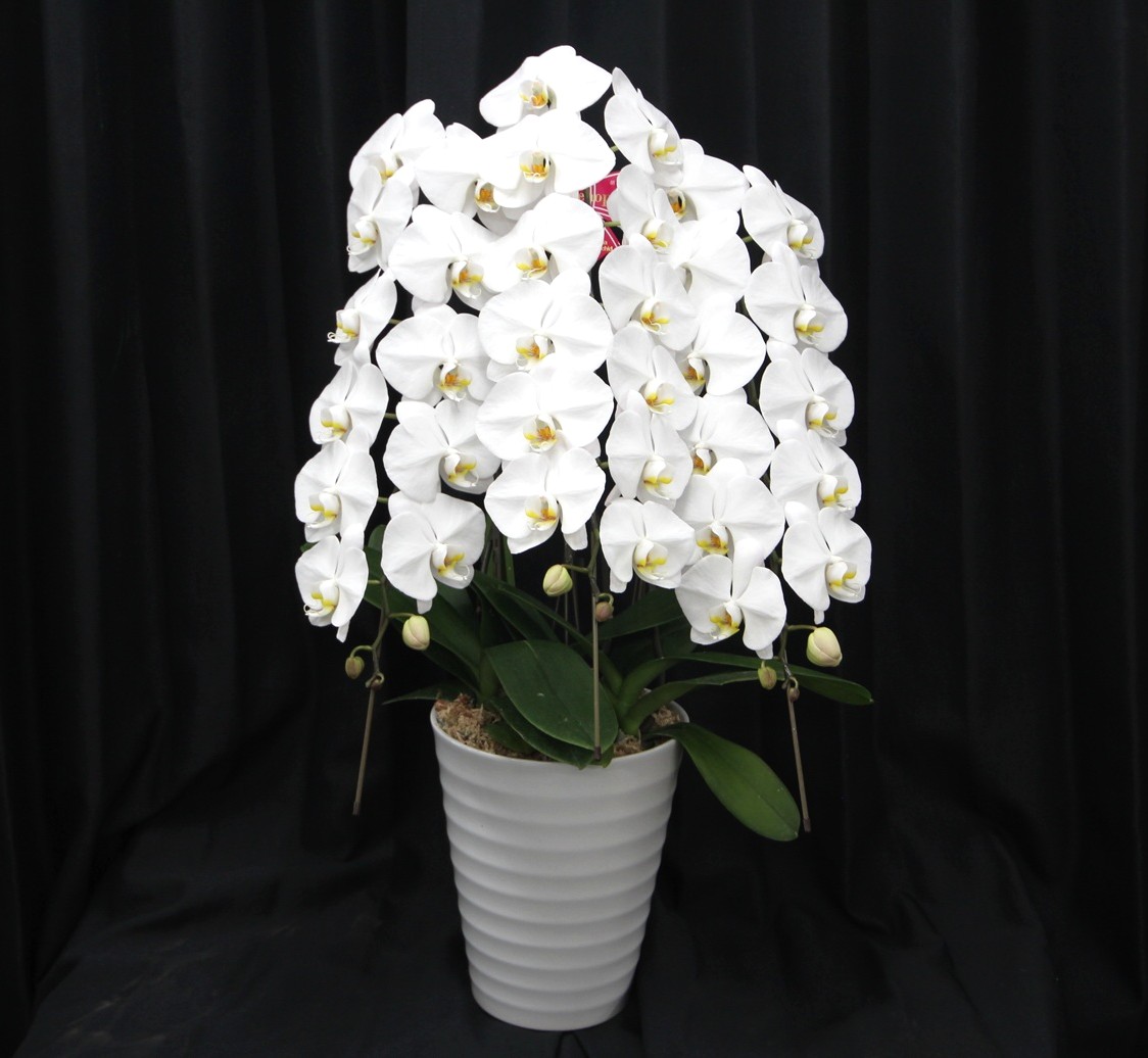 胡蝶蘭　ファレノプシス　大輪3本立ち（白）