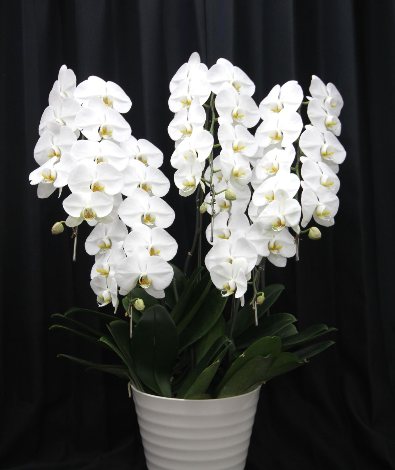 胡蝶蘭　ファレノプシス　大輪5本立ち（白）