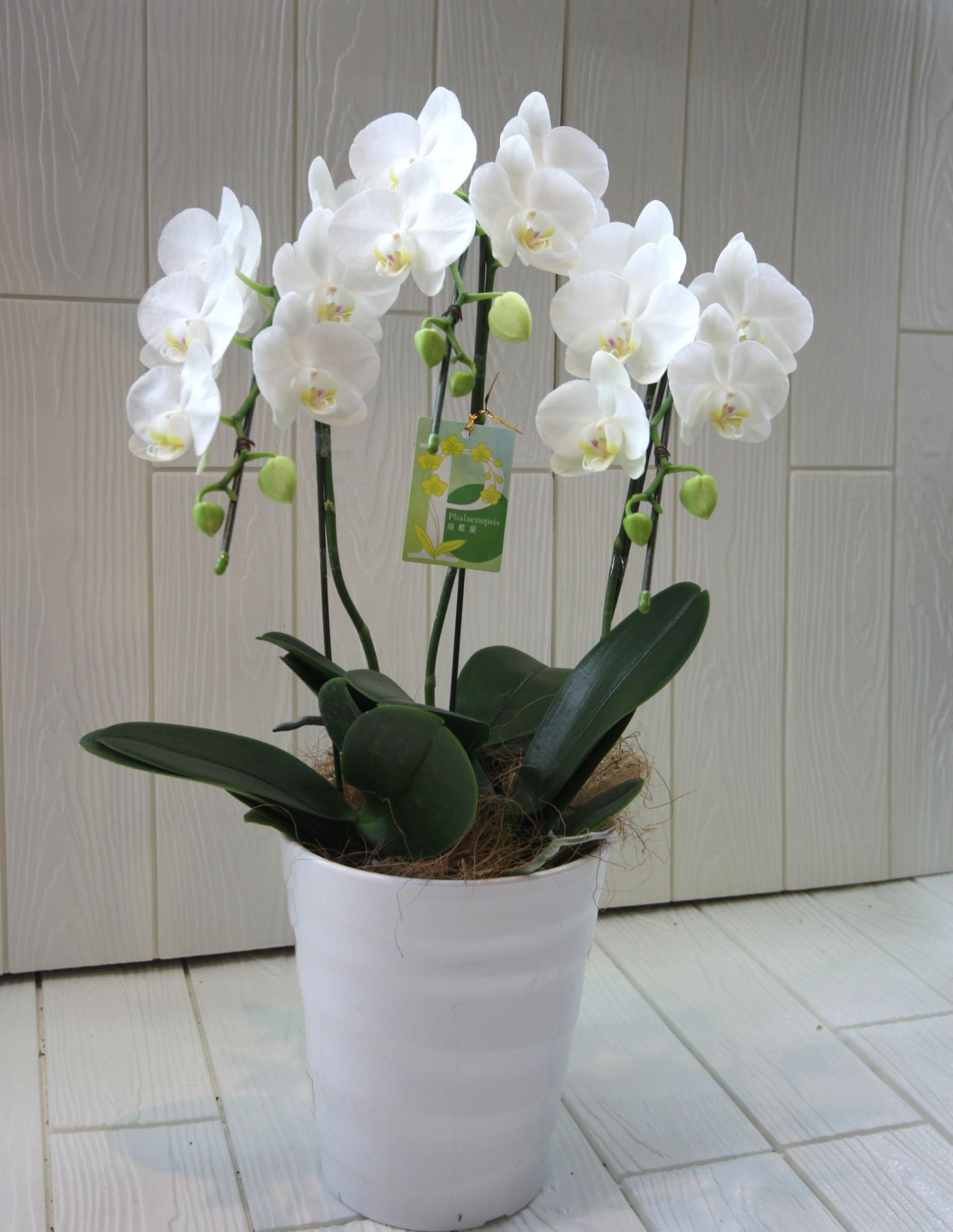 胡蝶蘭　ミディファレノプシス　3本立ち（白）