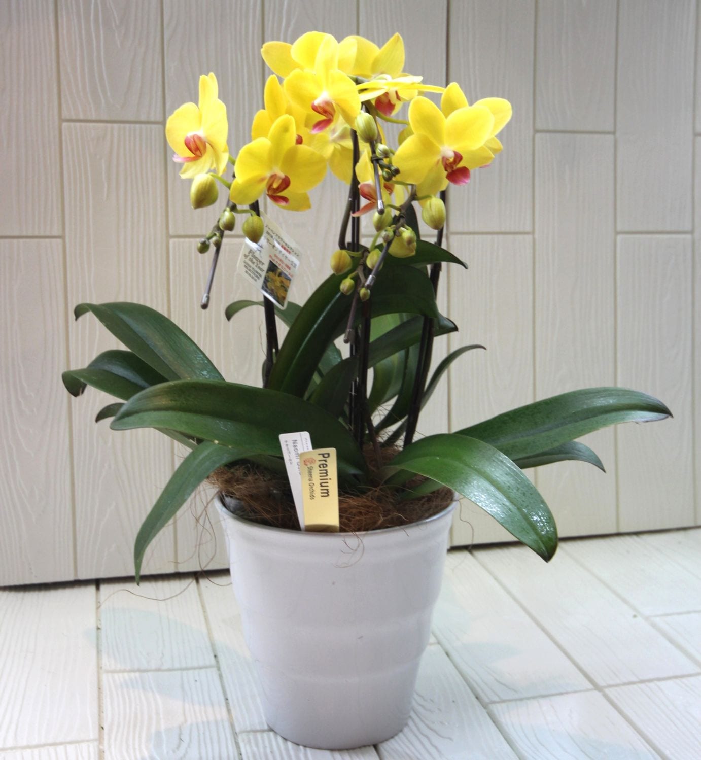 胡蝶蘭　ミディファレノプシス　3本立ち（黄色）　