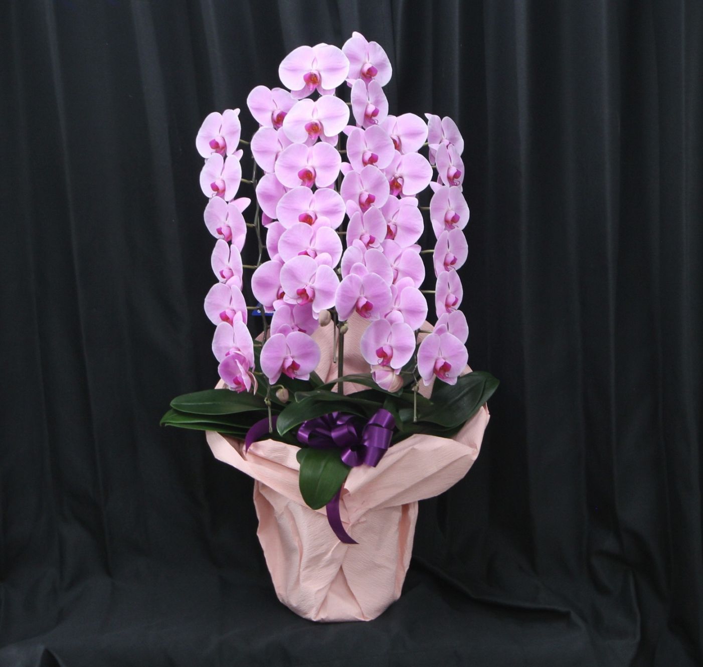 胡蝶蘭　ファレノプシス　大輪3本立ち（ピンク）