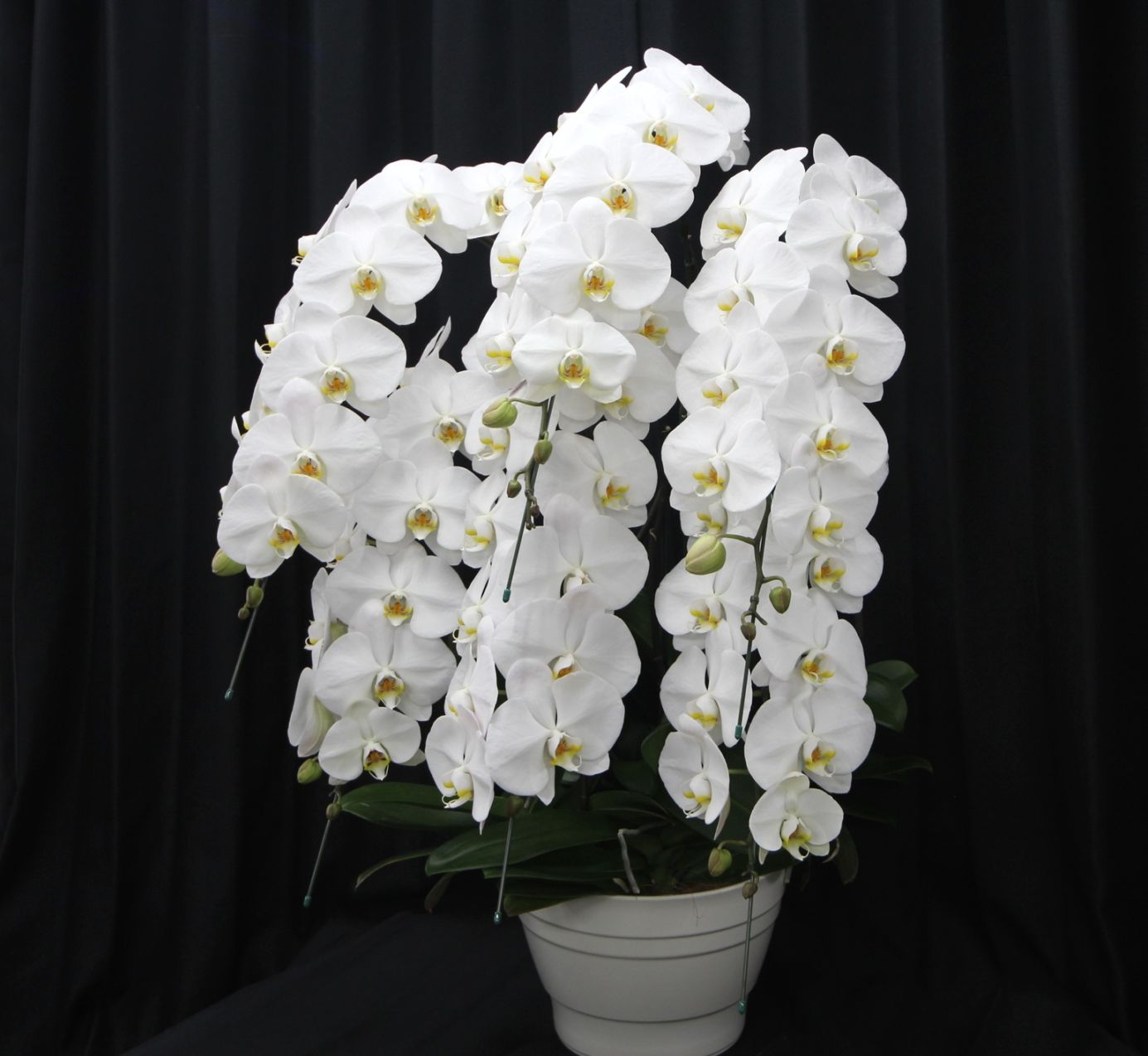 周年記念・創業祝いの花｜スタンドフラワー・胡蝶蘭｜東京・立川の三田花店