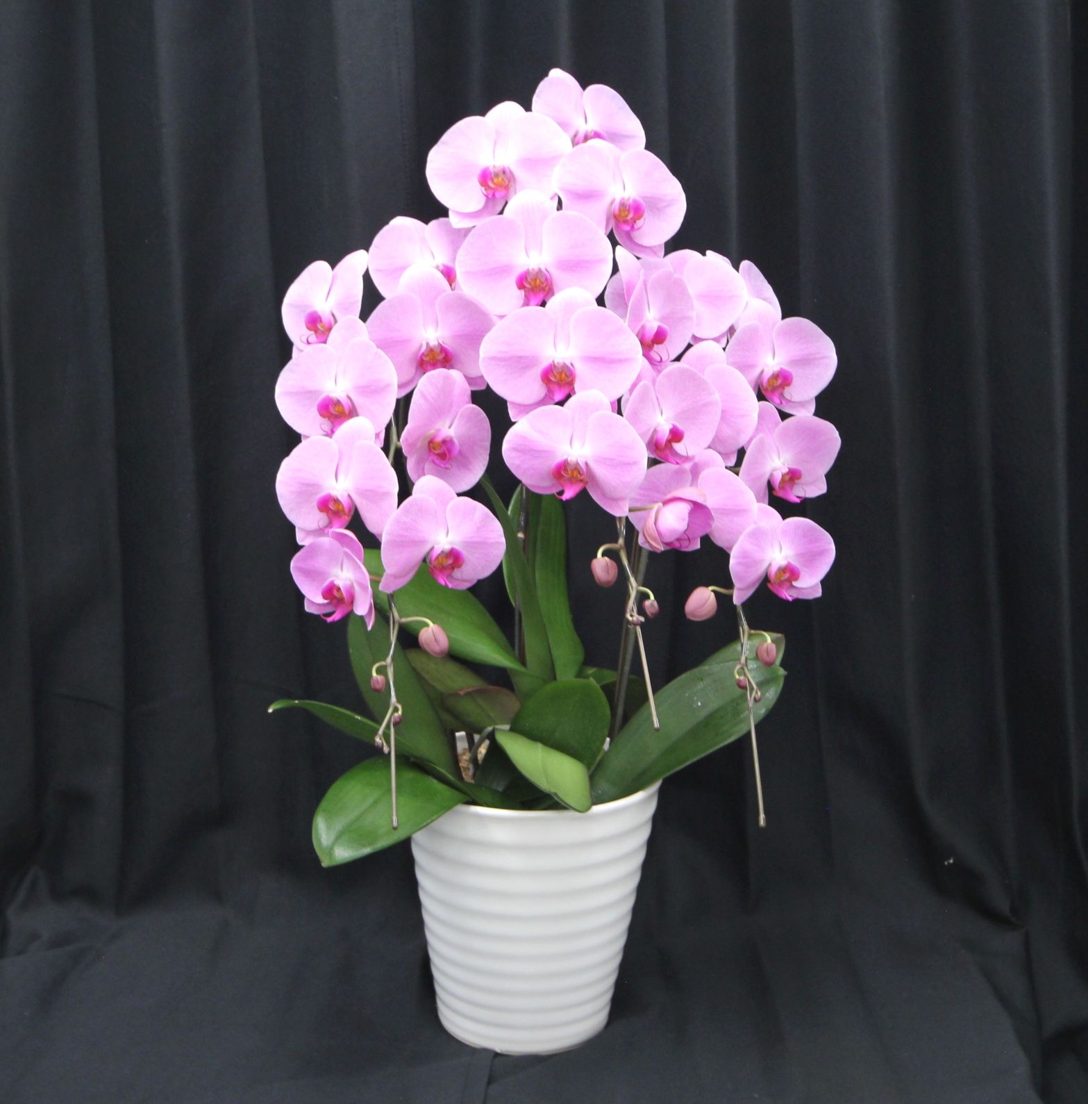 胡蝶蘭　ファレノプシス　大輪3本立ち（ピンク）