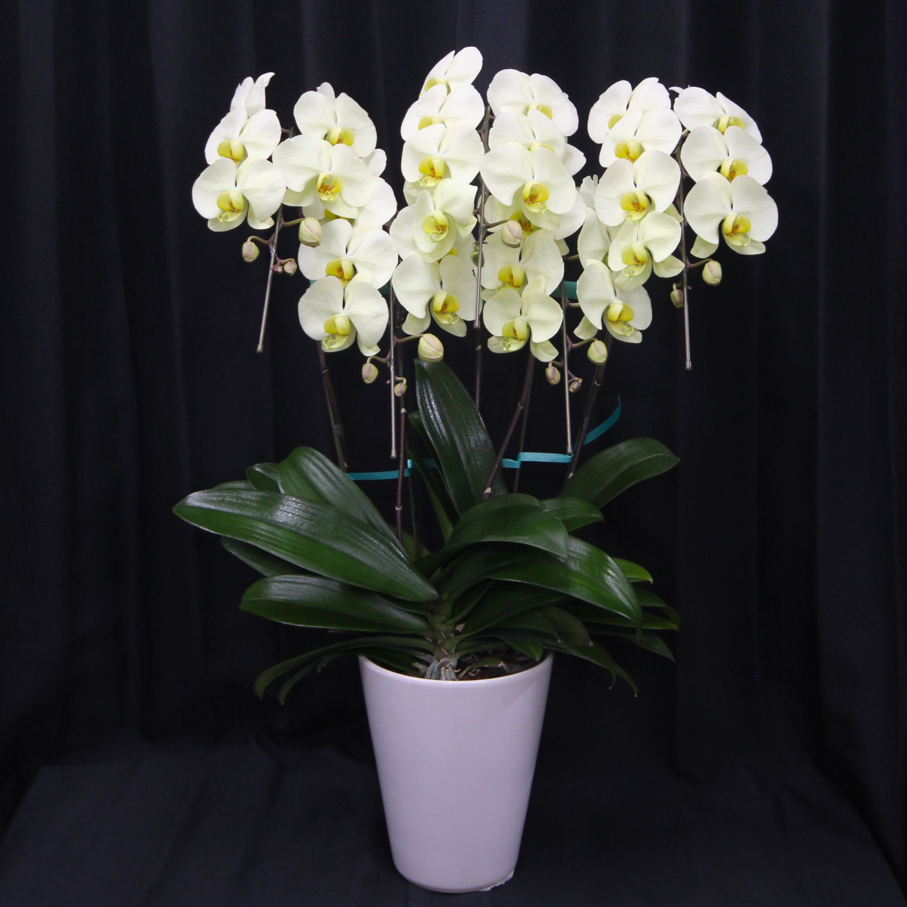 胡蝶蘭　ファレノプシス　大輪3～5本立ち（イエロー）