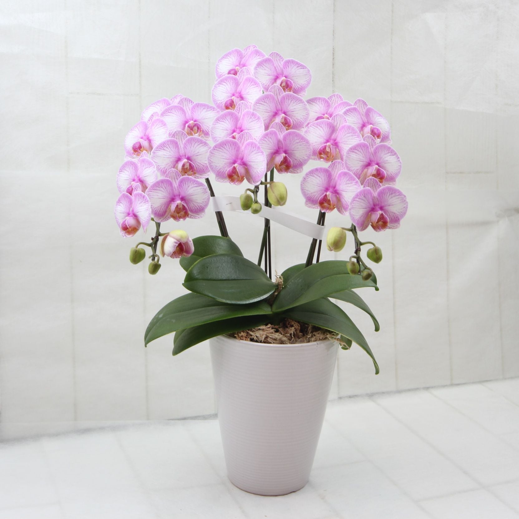 胡蝶蘭　ミディファレノプシス　3本立ち（白）