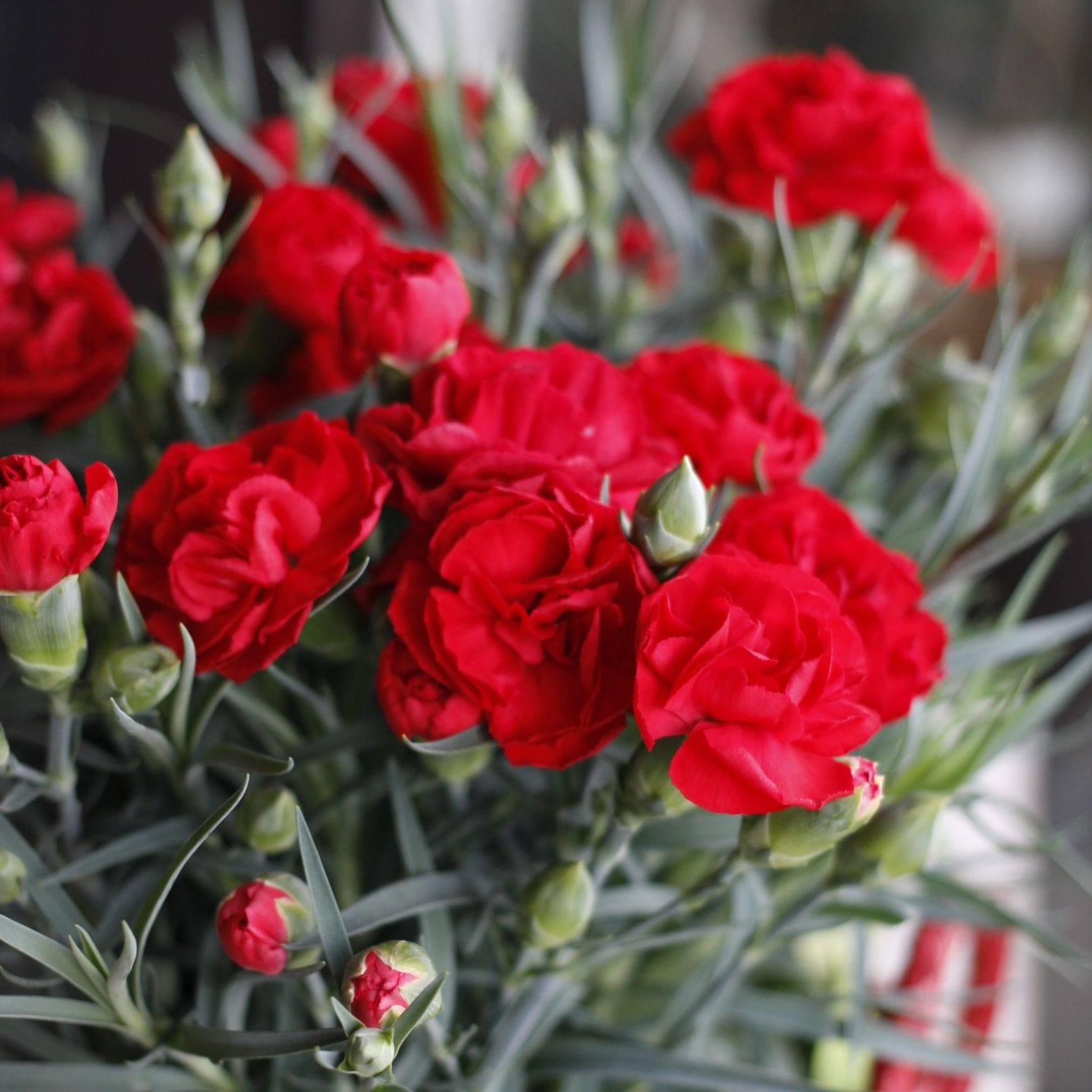 ※予約商品　母の日カーネーション鉢（赤）5号