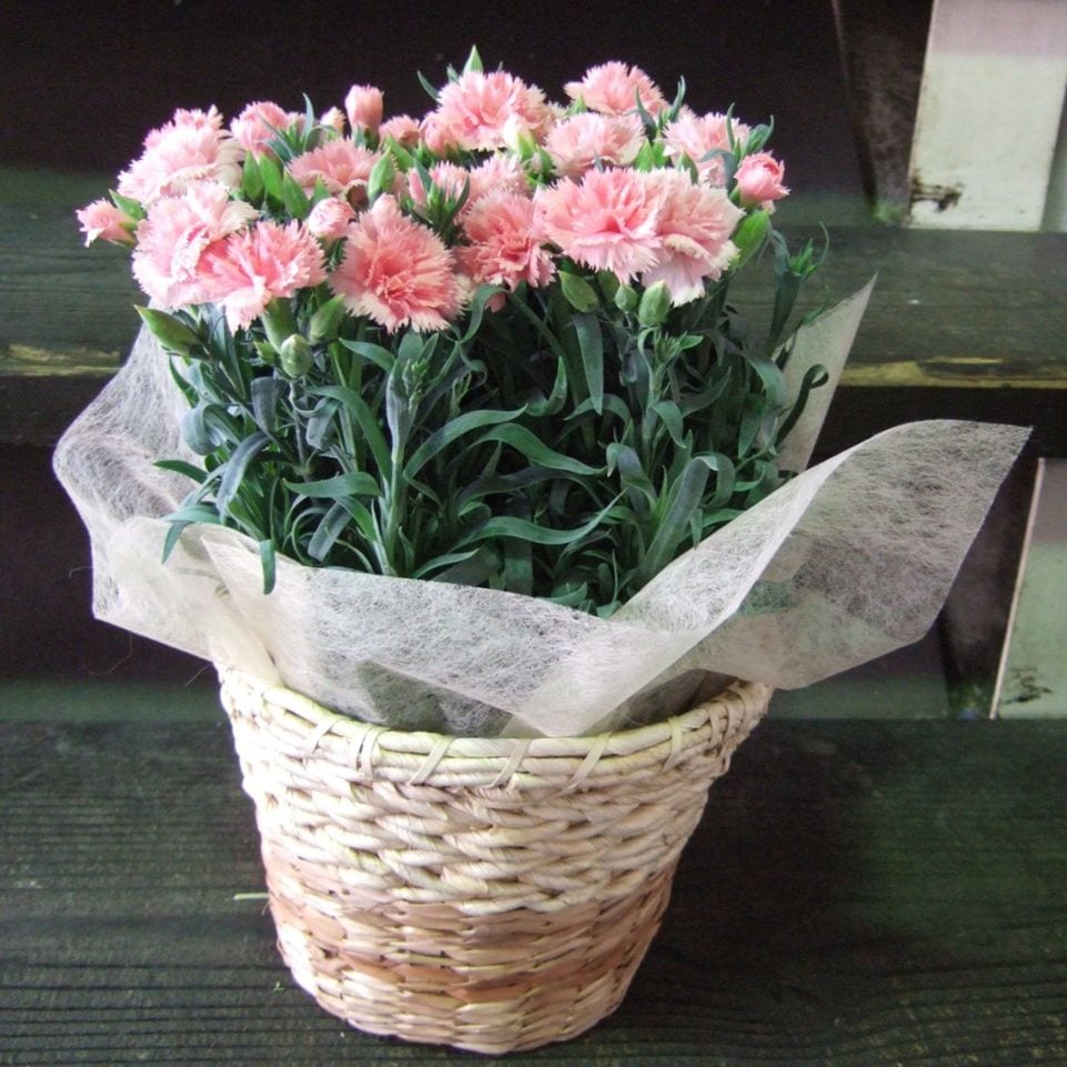 ※予約商品　母の日カーネーション鉢（ピンク系）5号