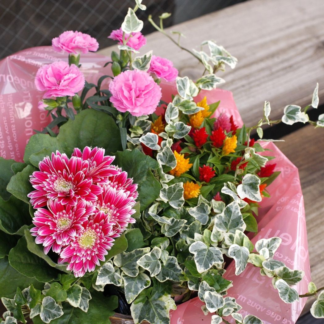 ※予約商品　母の日カーネーション入り寄せ鉢