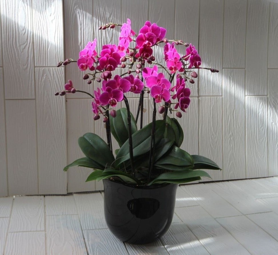 胡蝶蘭 ミディファレノプシス 4～5本立ち（ピンク） | 法人企業様へ
