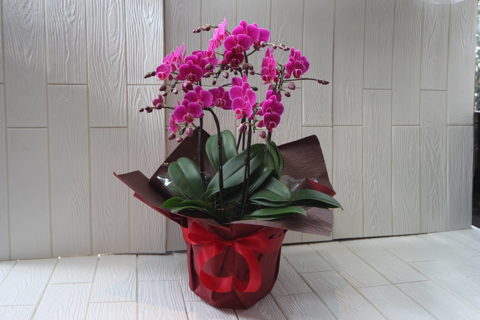 胡蝶蘭 ミディファレノプシス 4～5本立ち（ピンク） | 法人企業様へ