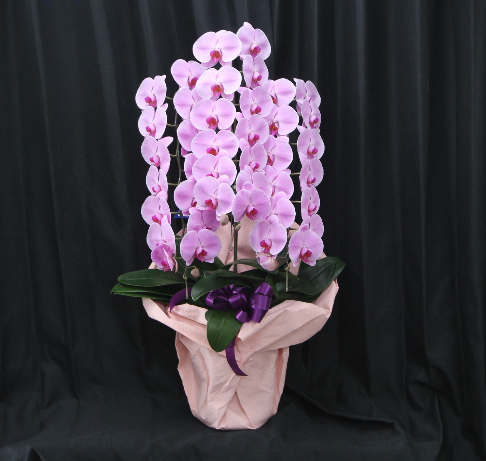 胡蝶蘭 ファレノプシス 大輪3本立ち（ピンク） | 法人企業様へ送る