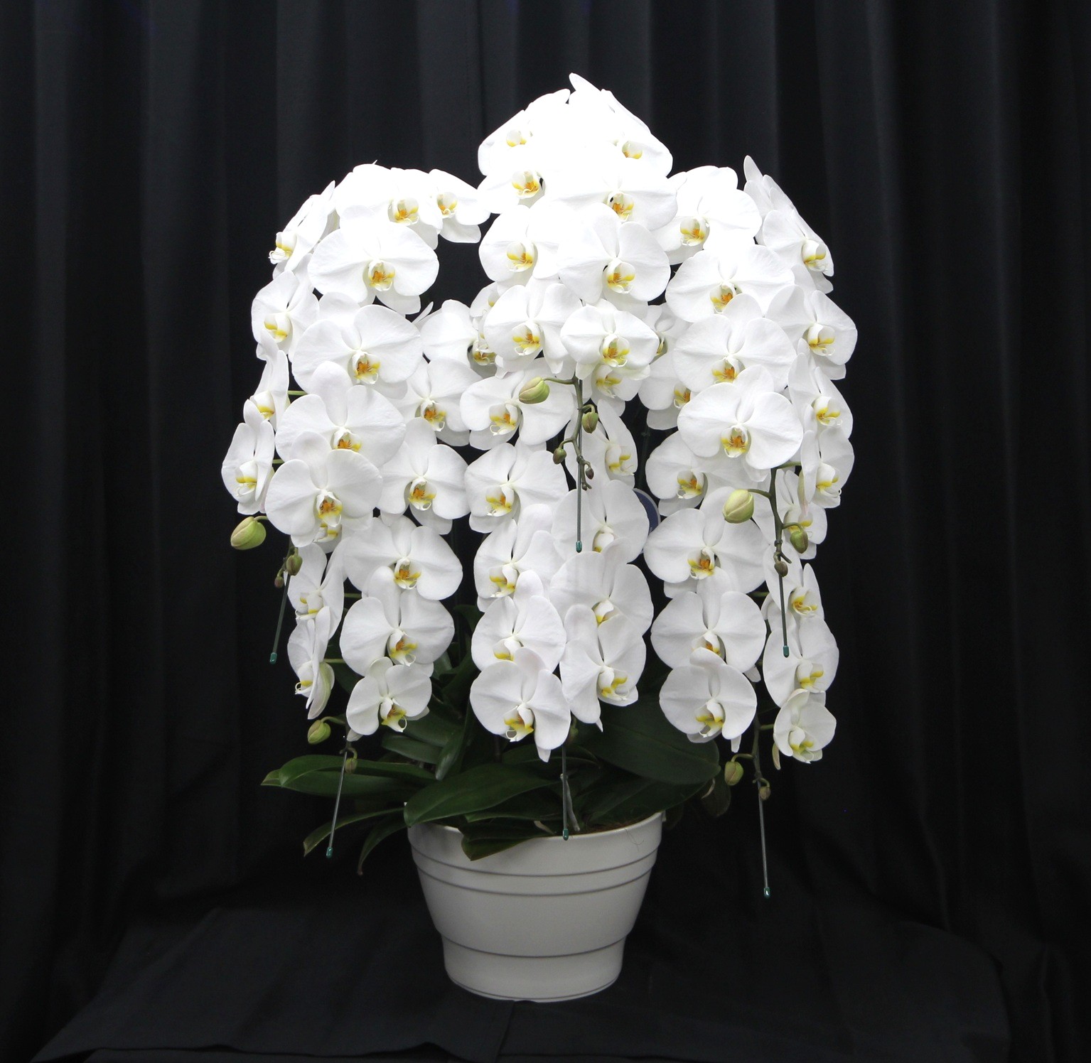 胡蝶蘭 ファレノプシス 大輪6本立ち（白） | 法人企業様へ送る | 東京