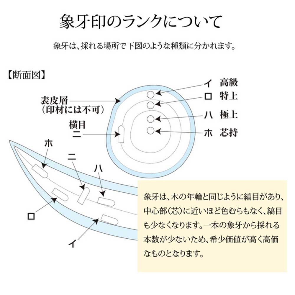 銀行印 直径1.8cm 本象牙〜最高級本象牙 姓横彫り（188006/188013/188020）
