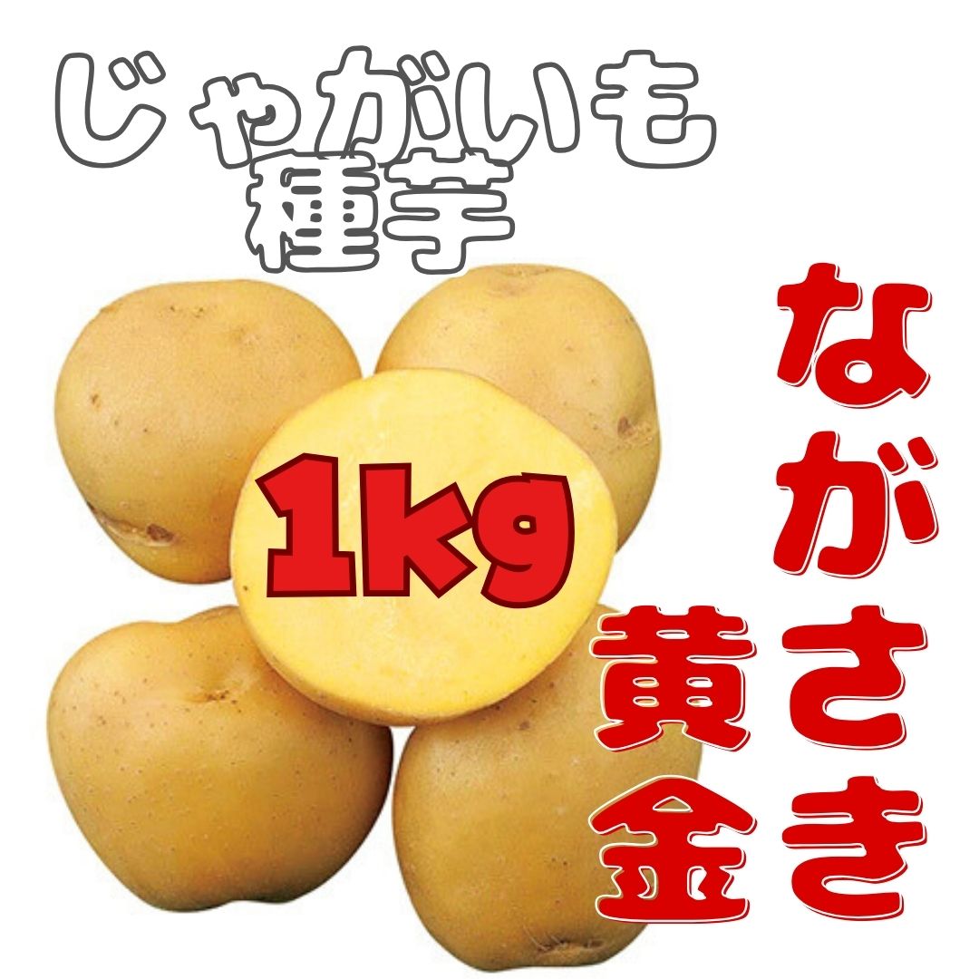 ※7月下旬～8月入荷後発送<br>ジャガイモ種芋 【 ながさき黄金 】 サイズ混合 1kg （栽培用 長崎黄金 ながさきこがね  春植え 秋植え 馬鈴薯 じゃがいも）（農林水産省登録品種 品種名：ながさき黄金 海外持ち出し禁止）★