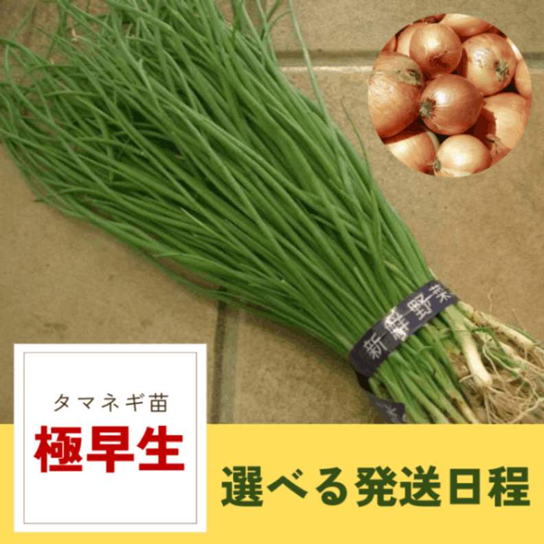 玉ねぎ苗【早生品種マッハ３０００本】【野菜苗】 玉ねぎ苗【早生品種マッハ3000本】【野菜苗】 タマネギ苗 【 極
