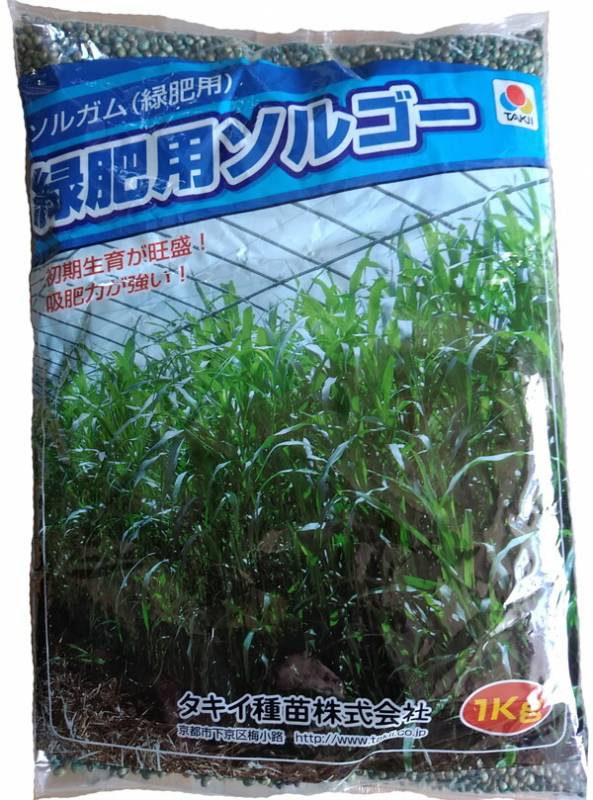 ソルゴー種 【 緑肥用ソルゴー 】 1kg （ソルゴー ソルガム 有機 牧草種子 緑肥ソルガム タキイ）