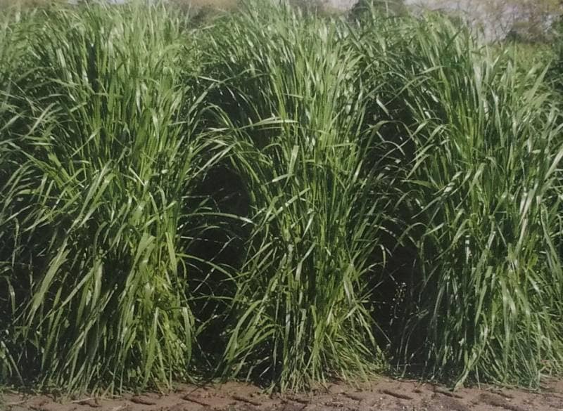 ※代金引換不可※ イタリアンライグラス種 【 うし想い 】 20kg（1kg×20袋入）（牧草種子 栽培用 うしおもい 農場 大規模播種向け タキイ）（農林水産省登録品種 品種名：JFIR-20）