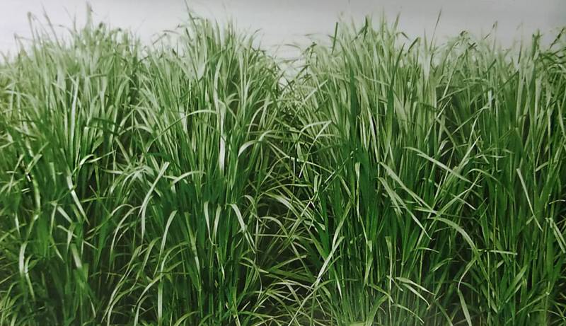 ※2025年9月以降入荷予定<br>イタリアンライグラス種 【 タチユウカ 】 1kg （牧草種子 栽培用 たちゆうか 雪印） （農林水産省登録品種 品種名：SI-14）