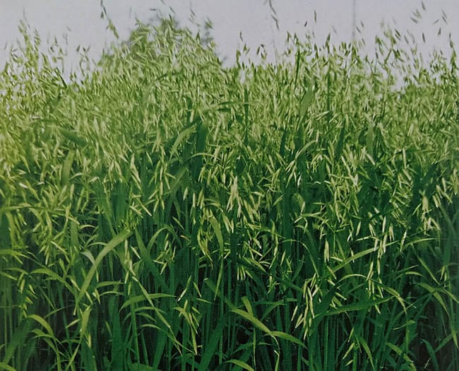 エンバク種 【 ウルトラハヤテ韋駄天 】 1kg （えんばく えん麦 燕麦 牧草種子 栽培用 雪印）（農林水産省登録品種 品種名：韋駄天）